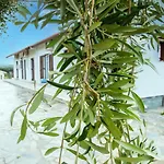 Elaionas And Tatil Evi *
